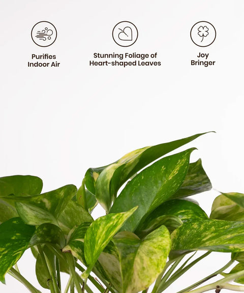 money plant art Money Variegated Plant