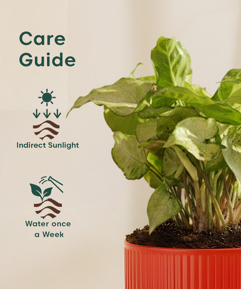 Syngonium White Plant With Mylo Planter