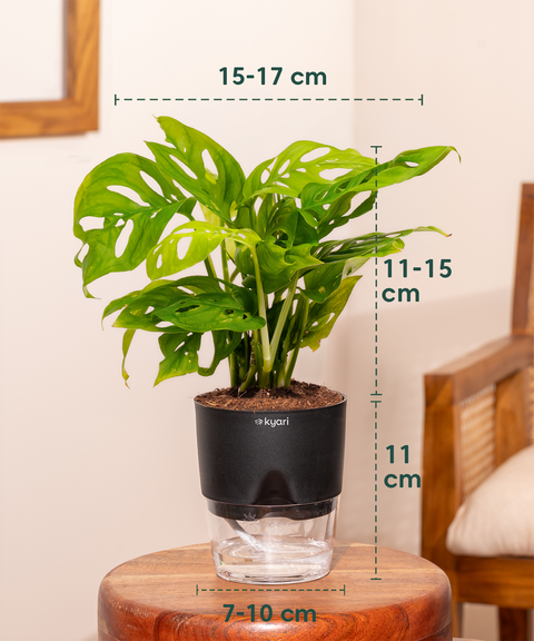 Stress Relief Indoor Plant Combo