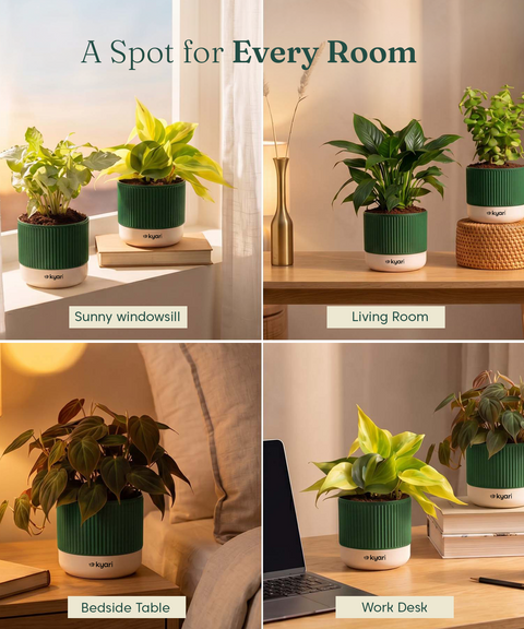 Air purifying Combo - Set of 5 Self Watering Plants