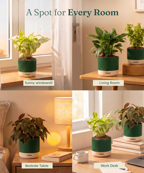 Air purifying Combo - Set of 4 Self Watering Plants