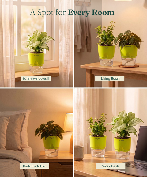 Air Purifying Combo - Set of 3 Self Watering Plants