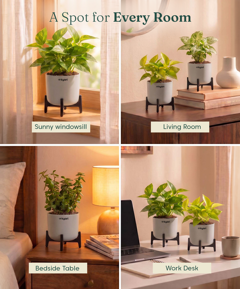 Lucky Plants Combo - Set of 4 Self Watering Plants