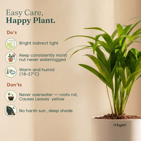 Areca Palm Plant With Self Watering Pot
