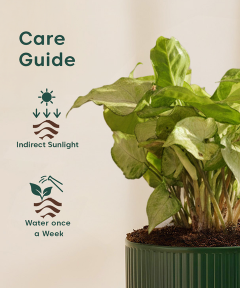 Syngonium White Plant With Mylo Planter