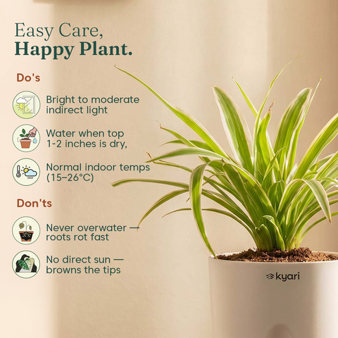 Spider Plant With Self Watering Pot