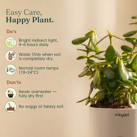 Lucky jade plant with self watering pot - BYOB