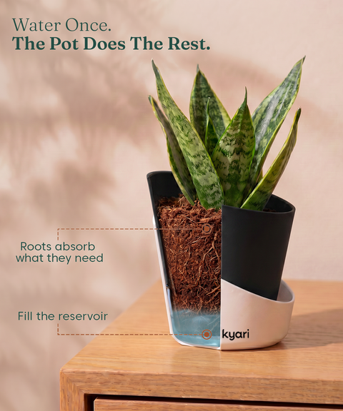 4' Inch Elite Pot Black combo of 5