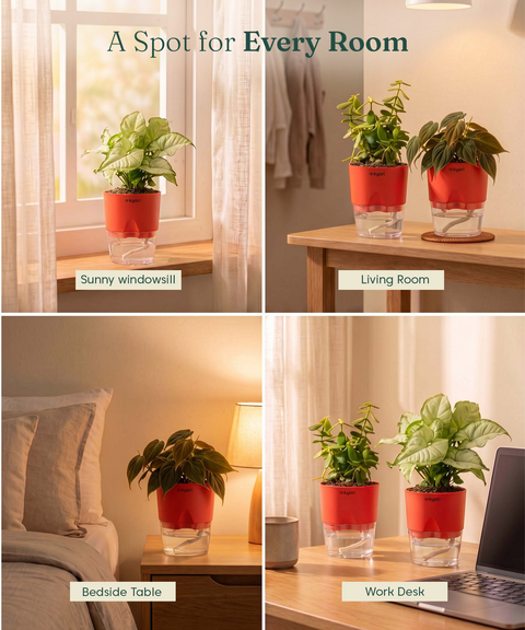 Air Purifying Combo - Set of 3 Self Watering Plants