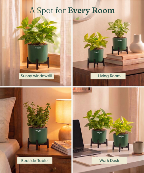 Lucky Plants Combo - Set of 4 Self Watering Plants