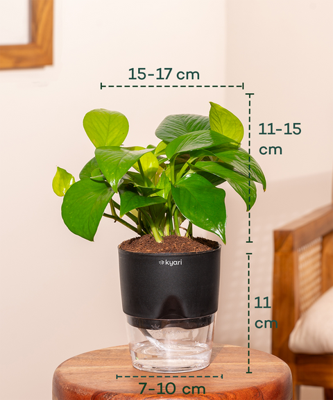 Easy Care Home Decor Combo