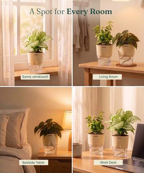 Air Purifying Combo - Set of 3 Self Watering Plants
