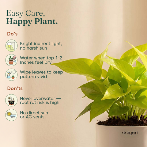 Golden Money Plant - BYOB