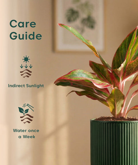 Aglaonema Lipstick Plant with Medium Self Watering Pot