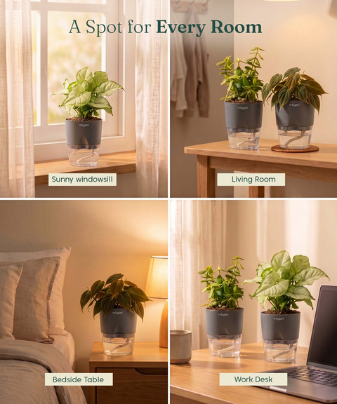 Air Purifying Combo - Set of 3 Self Watering Plants