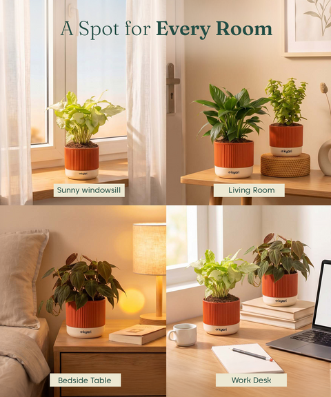 Air purifying Combo - Set of 4 Self Watering Plants