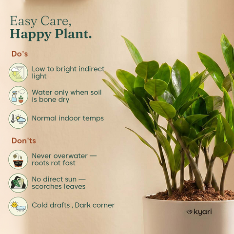 Zamia Green - ZZ Plant With Self Watering Pot