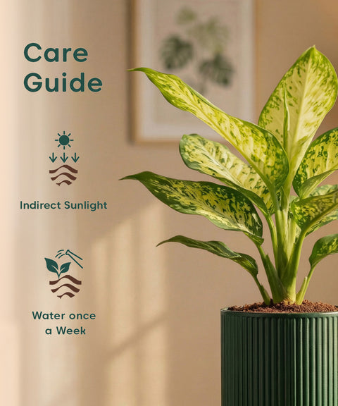 Aglaonema Snow White Plant with Medium Self Watering Pot