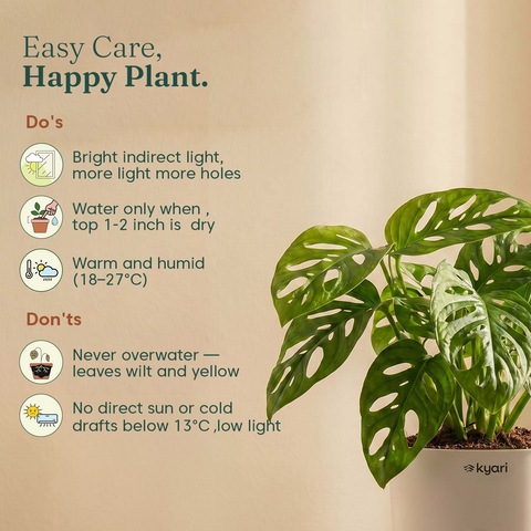 Philodendron Broken Heart Plant With Self Watering Pot
