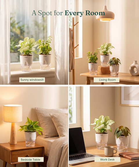 Kyari Combo of 4 Indoor Plants - Jade, Syngonium White, Philodendron Micans & Philodendron Oxycardium with White Self Watering Pot 4 Inch