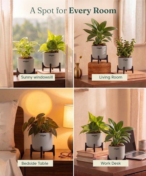 Air Purifying Combo - Set of 5 Self Watering Plants