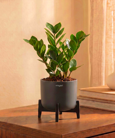 ZZ Plant in Aira Self Watering Pot (Stand included)