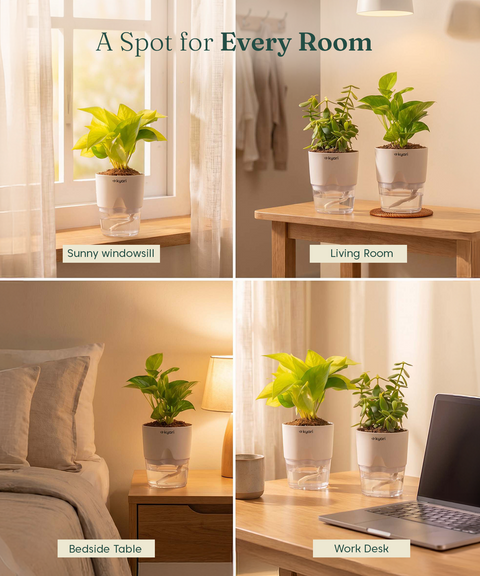 Kyari Lucky Combo of 3 Indoor Plants - Golden Money, Green Money & Jade with Poetic Black Self Watering Pot - Live Plants for Home Decor & Living Room - Vastu Friendly Plant Set