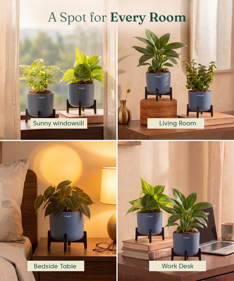 Lucky Plants Combo - Set of 4 Self Watering Plants