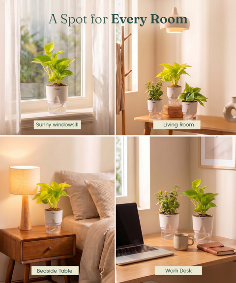 Kyari Combo of 4 Indoor Plants - Jade, Green Money, Golden Money & Philodendron Oxycardium with Poetic White Self Watering Pot - Live Plants for Home Decor & Living Room - Air Purifying Plant Set
