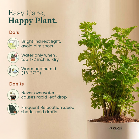 Aralia Green Plant With Self Watering Pot