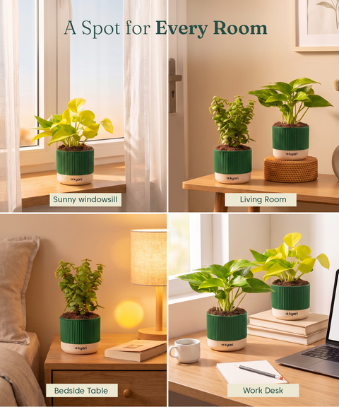 Lucky Plants Combo - Set of 3 Self Watering Plants