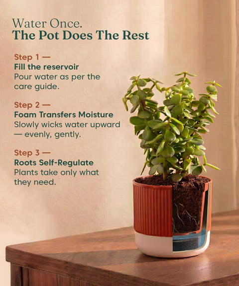 Mylo Pot red combo of 5