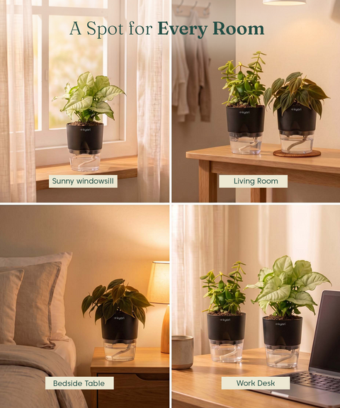 Air Purifying Combo - Set of 3 Self Watering Plants