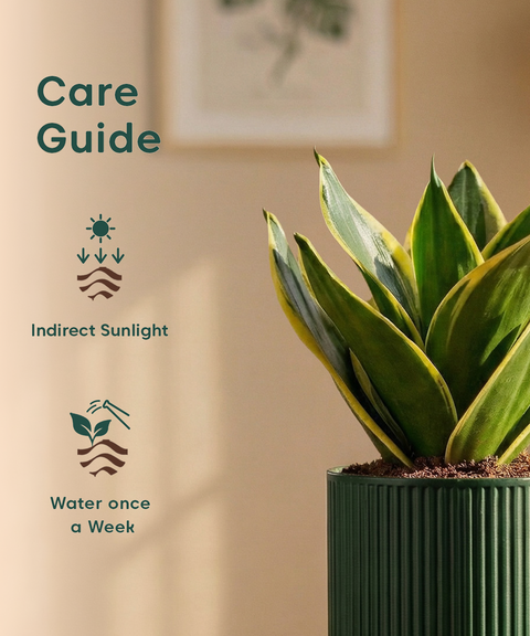 Golden Hahnii Snake Plant with Medium Self Watering Pot