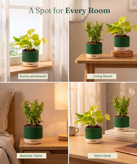 Lucky Plants Combo - Set of 2 Self Watering Plants
