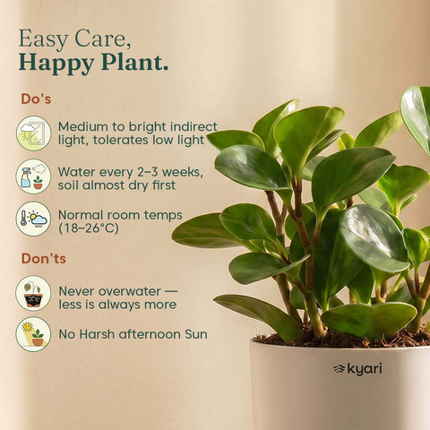 Peperomia Green Plant With Self Watering Pot