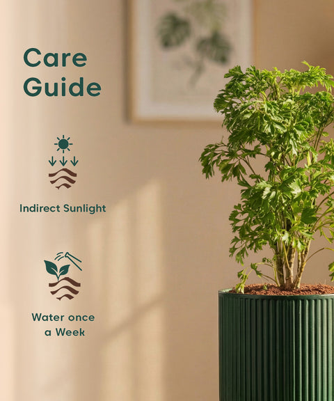 Aralia Green Plant with Medium Self Watering Pot