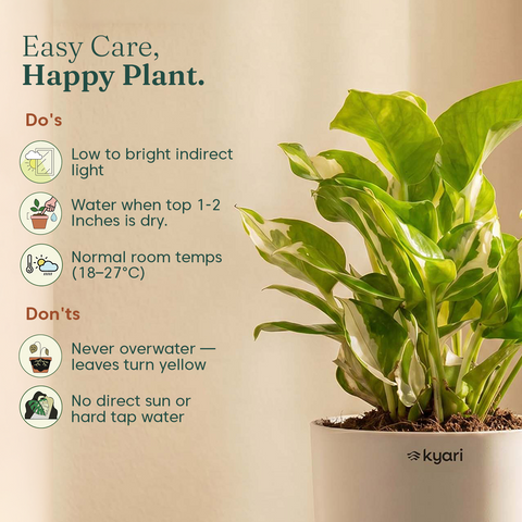 Money N'Joy Plant - BYOB