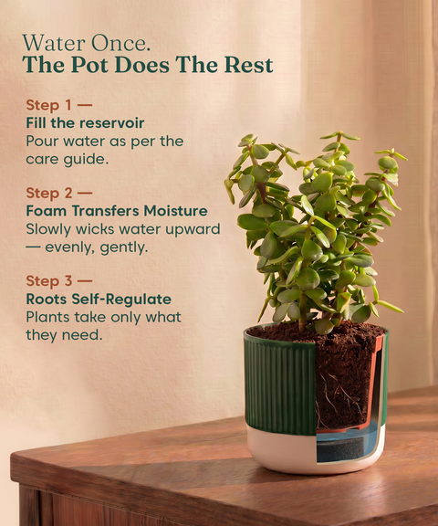 Mylo Pot Green combo of 5