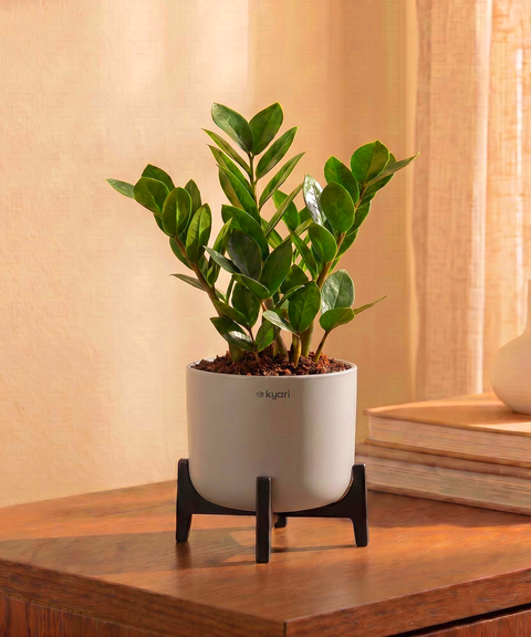 ZZ Plant in Aira Self Watering Pot (Stand included)
