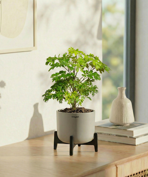Aralia Plant with Aira Pot