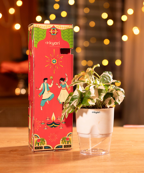 The Lumina Box – Sustainable Diwali Plant Hamper