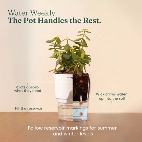 Areca Palm Plant With Self Watering Pot