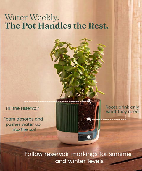 Air purifying Combo - Set of 4 Self Watering Plants