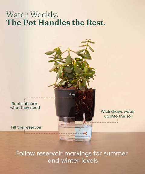 Low Maintenance Combo - Set of 4 Self Watering Plants