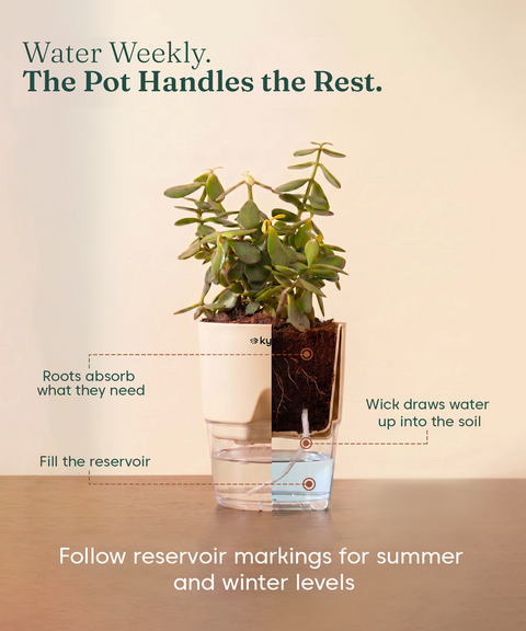 Good Luck Trio - Set of 3 Vastu Aligned Self Watering Plants