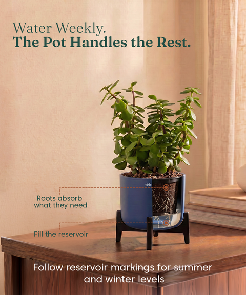 Lucky Plants Combo - Set of 4 Self Watering Plants