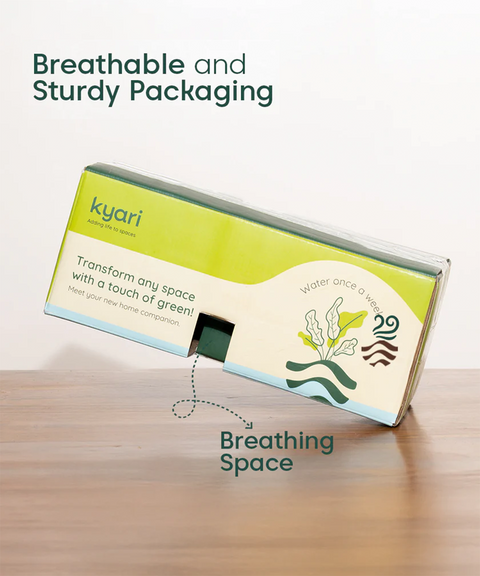 Easy Care Home Decor Combo