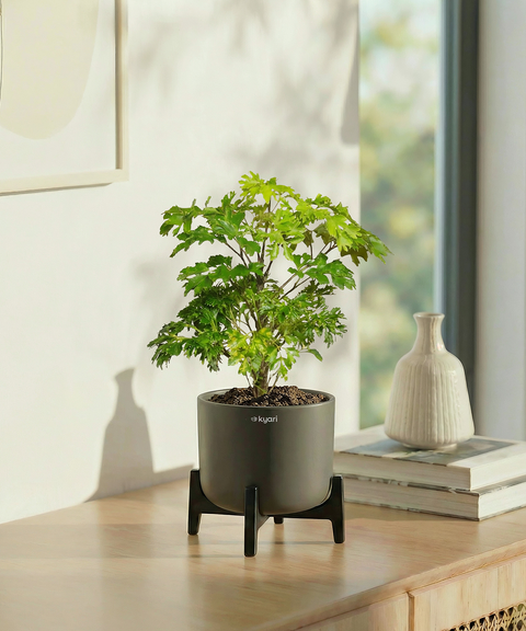 Aralia Plant with Aira Pot