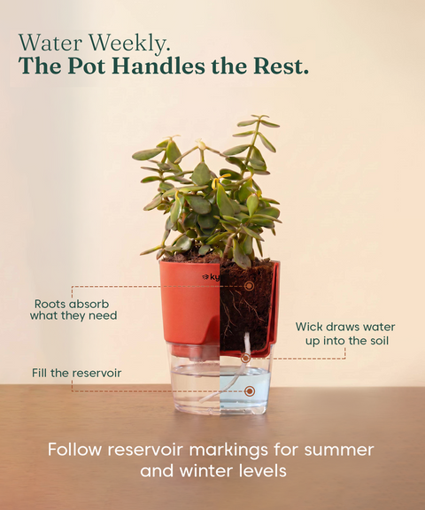 Air Purifying Combo - Set of 3 Self Watering Plants